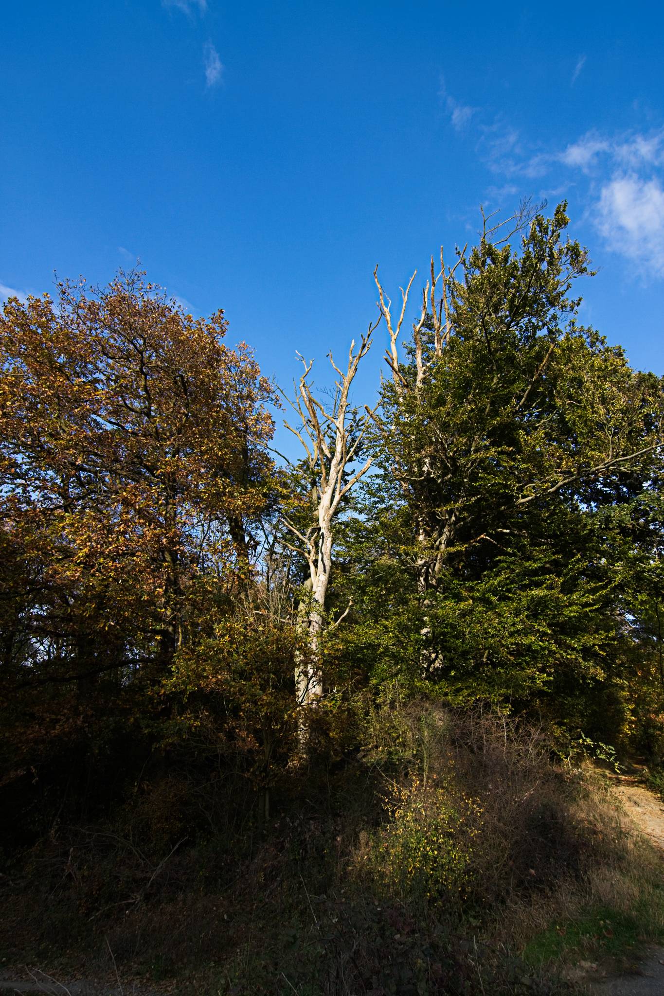 unfruchtbarer Baum